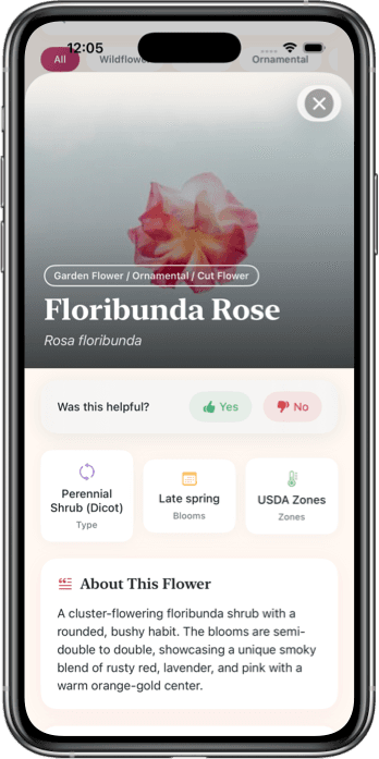 Flower Identifier App Interface